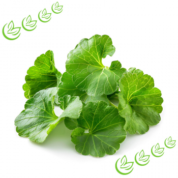 Centella Asiatica Extrakt 5 l